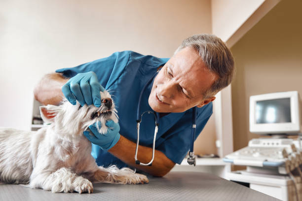 Best Emergency Dental Extractions in Rockwood, MI